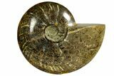 Polished, Agatized Ammonite (Cleoniceras) - Madagascar #145809-1